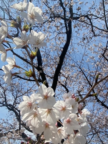 「西条市石田のひょうたん池の桜がきれいです！【2021年3月26日】」