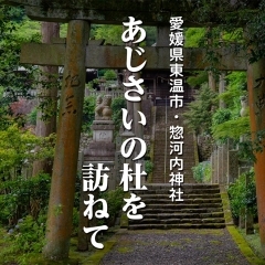 【愛媛県東温市】あじさいの杜を訪ねて(惣河内神社)