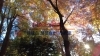 評議原の紅葉