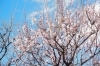 春を告げる梅の花が開花