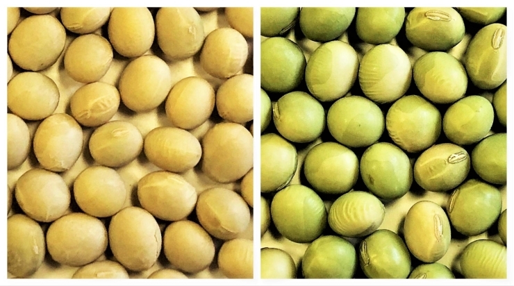 普通の大豆と比較（右：吉川青大豆）「「吉川青大豆」のお味噌『青豊』（あおゆたか）ついに発売です！」