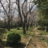 ■桜特集■豊明市 荒巻水辺公園