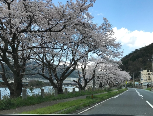 舞鶴　大波街道「桜、満開。今日明日にでも´◡`」