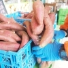 【木更津市】野菜詰め放題が帰ってきた!木更津うまくたの里が今年もアツイ!