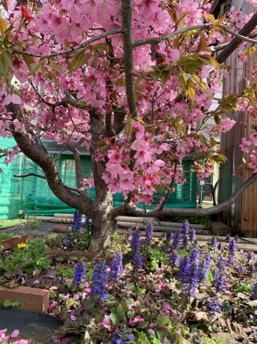 「【桜はほぼ満開です。ドッグラン付きテラス席から綺麗にみえます】」