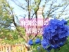 麻溝公園は、約200種7400株の紫陽花が観られます