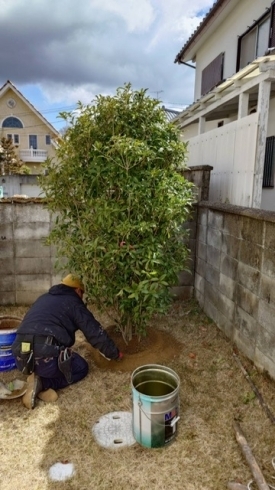 キンモクセイを植えました♪「川西市向陽台で常緑ヤマボウシなどの植栽しました！」