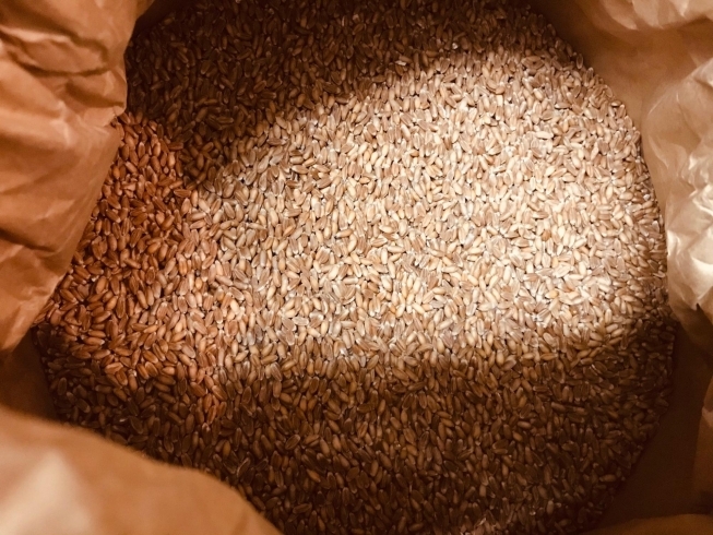 スペルト小麦「古代小麦「スペルト小麦」」