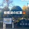 ■紅葉特集■【県立相模湖公園の紅葉】自然あふれる湖畔の公園