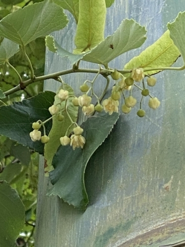 太子堂とふりきる門の間の菩提樹です。「鶴林寺の「菩提樹」が開花しました。」