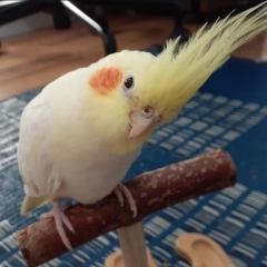 【うちのこ紹介 No.003】オカメインコ(鳥)の たまちゃん