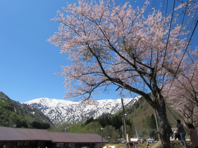 ③雪山と桜の組み合せはキレイですよね(^_-)-☆「「ご当地マンホール」小国町編❕」