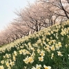 笠間のお花見スポット紹介します!