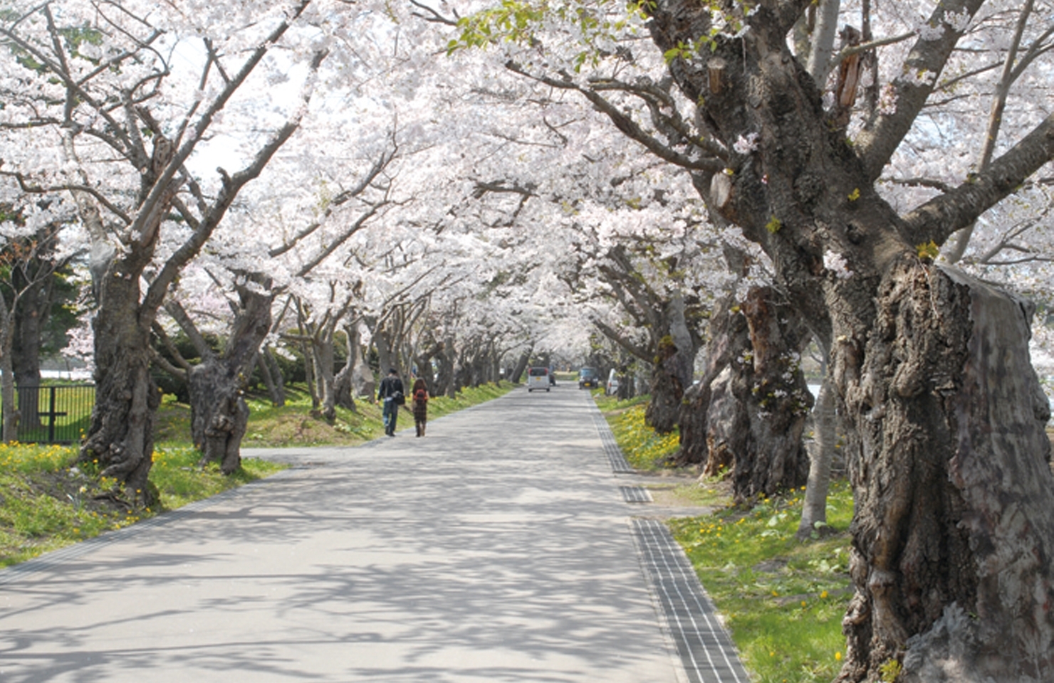 松前藩戸切地陣屋跡・お花見