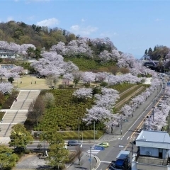 【鯖江市桜町】西山公園　～家族連れにおススメ　広大な公園で楽しむたくさんの桜～