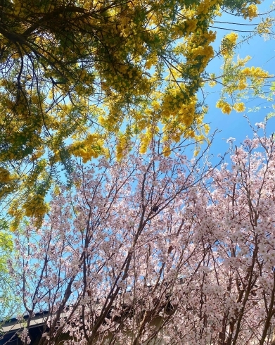 大迫力のミモザと桜＊「春のお花たち」