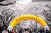 第52回相模原市桜まつり2025が開催