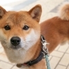 【No.001】はじめまして、こはくです!
