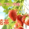 千歳市【花茶】※今シーズンは終了致しました。