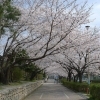 【寝屋川市】太秦2号公園の桜