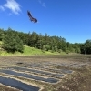 第5回 薮川とうもろこし栽培体験記2023 ~ 岩手県盛岡市薮川 ~