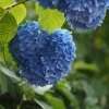 6月19日(月)あじさい便り まいぷれファンのH・N様 撮影
