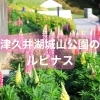 県立津久井湖城山公園のルピナス