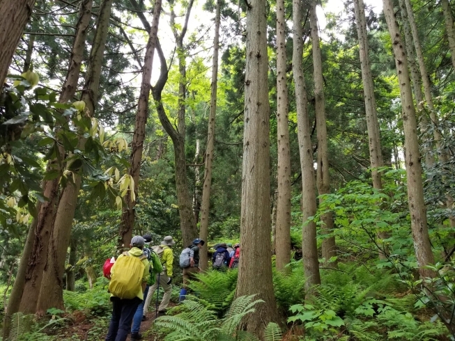 森林浴✨「楽しく登山✨浦本山の会✨✨✨」