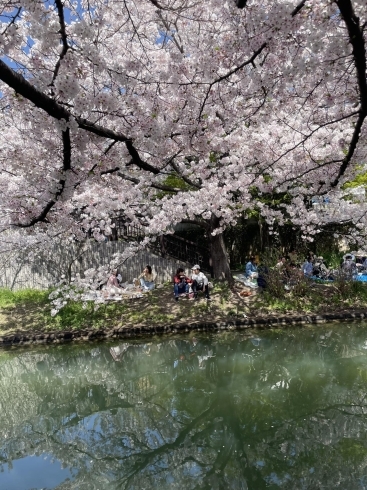 「桜祭り」