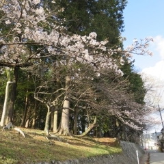 多田神社の桜