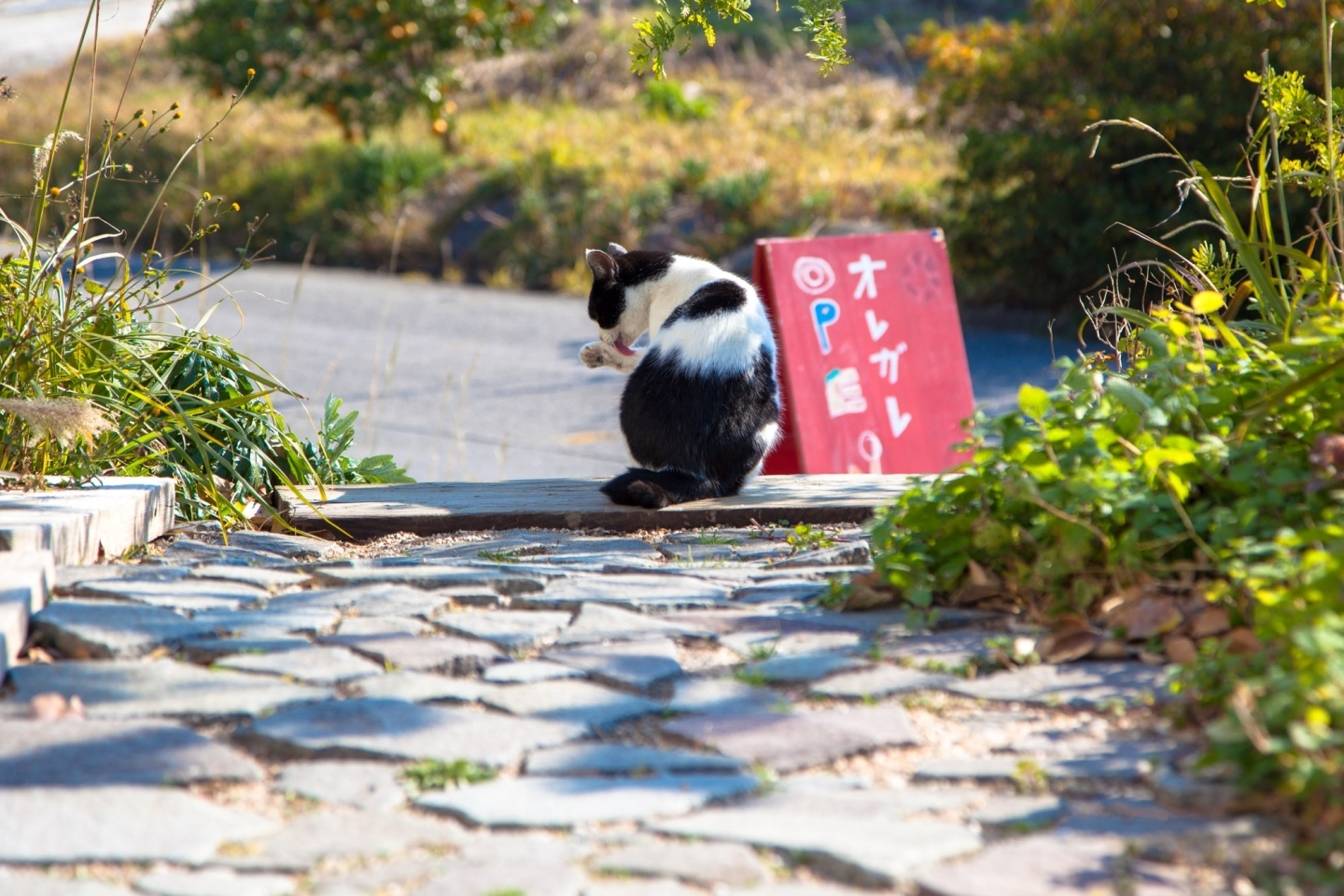 OLEGALEの猫