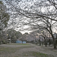 高根台さくら公園｜船橋市