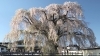 推定樹齢300年、美しい法亀寺のしだれ桜