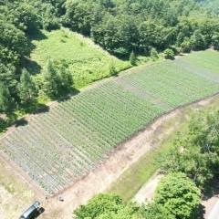 第10回　薮川とうもろこし栽培体験記2023　～ 岩手県盛岡市薮川 ～