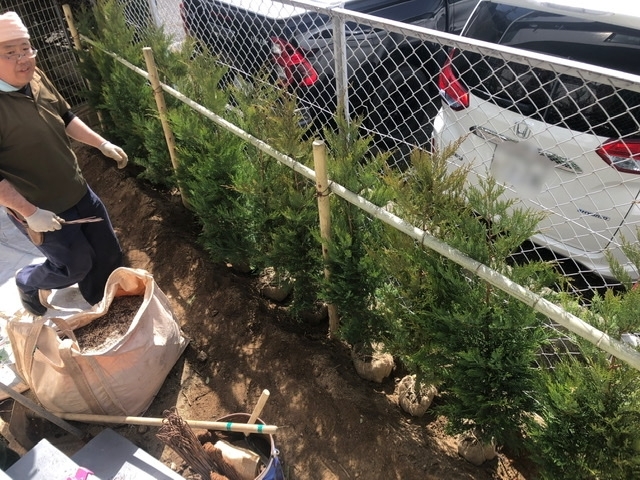 【作業中】レイランディの配置中「【植栽工事】川西市でレイランディの生垣を作りました！」