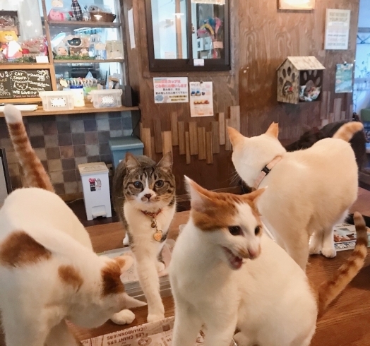 鳥取マガジンさん「猫好きには天国のような場所」「【よくある質問】お店の雰囲気が知りたいです。」