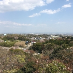 ■桜特集■豊明市　二村山