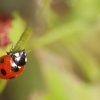 珍しい昆虫見つかるかな? 習志野市内の虫が観察できるスポット