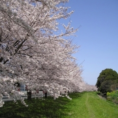 お花見するならここ！　樋川市の桜情報