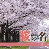 【西条】桜の名所まとめ