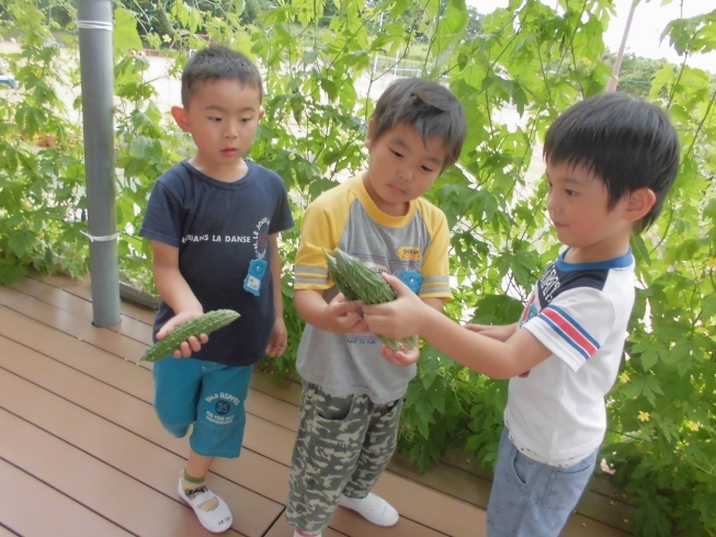 「幼稚園で栽培活動に取り組んでいます！！（食育活動のひとつとして・・・・・）」