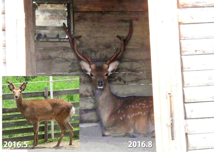 「こまる君・・・暑くて困る」