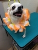 8月4日 シャンプーコースのコティーちゃん 犬猫のトリミング屋さんぽちのうち 犬 猫のトリミング屋さん ぽちのうちのニュース まいぷれ 船橋市