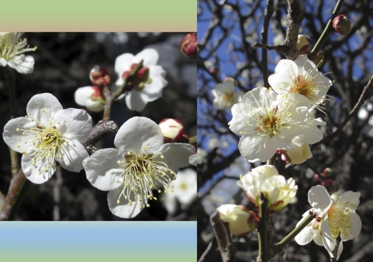 桜より　早く　春を　教えてくれる　梅の花<br>あ～　今年も　春が見えてきた