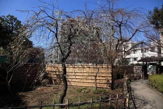 庭園出入口に梅や桜が植林されています。<br>例年であれば、2月中旬から3月中旬は梅の花が、3月下旬から4月中旬は桜の花が迎えてくれます。<br>右側に見えているのが庭園出入口の門です。