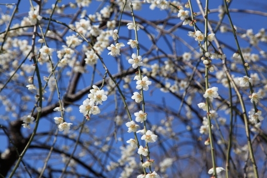 訪問した3月上旬では、白い枝垂梅が満開となっていました。