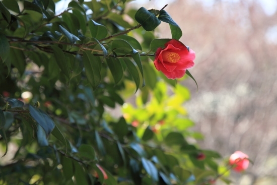 寒椿(カンツバキ)の花、そのアップの写真です。