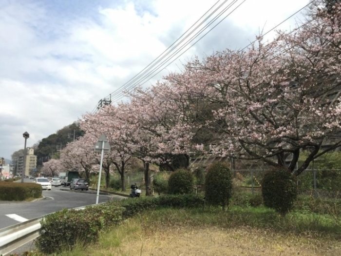 坂町の桜スポットはこちら