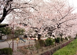 週末には土手沿いの公園でお花見をするお客さんで溢れます