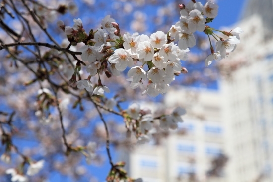 染井吉野桜(ソメイヨシノザクラ)　桜の代名詞ですね。<br>(撮影 2011年4月4日)